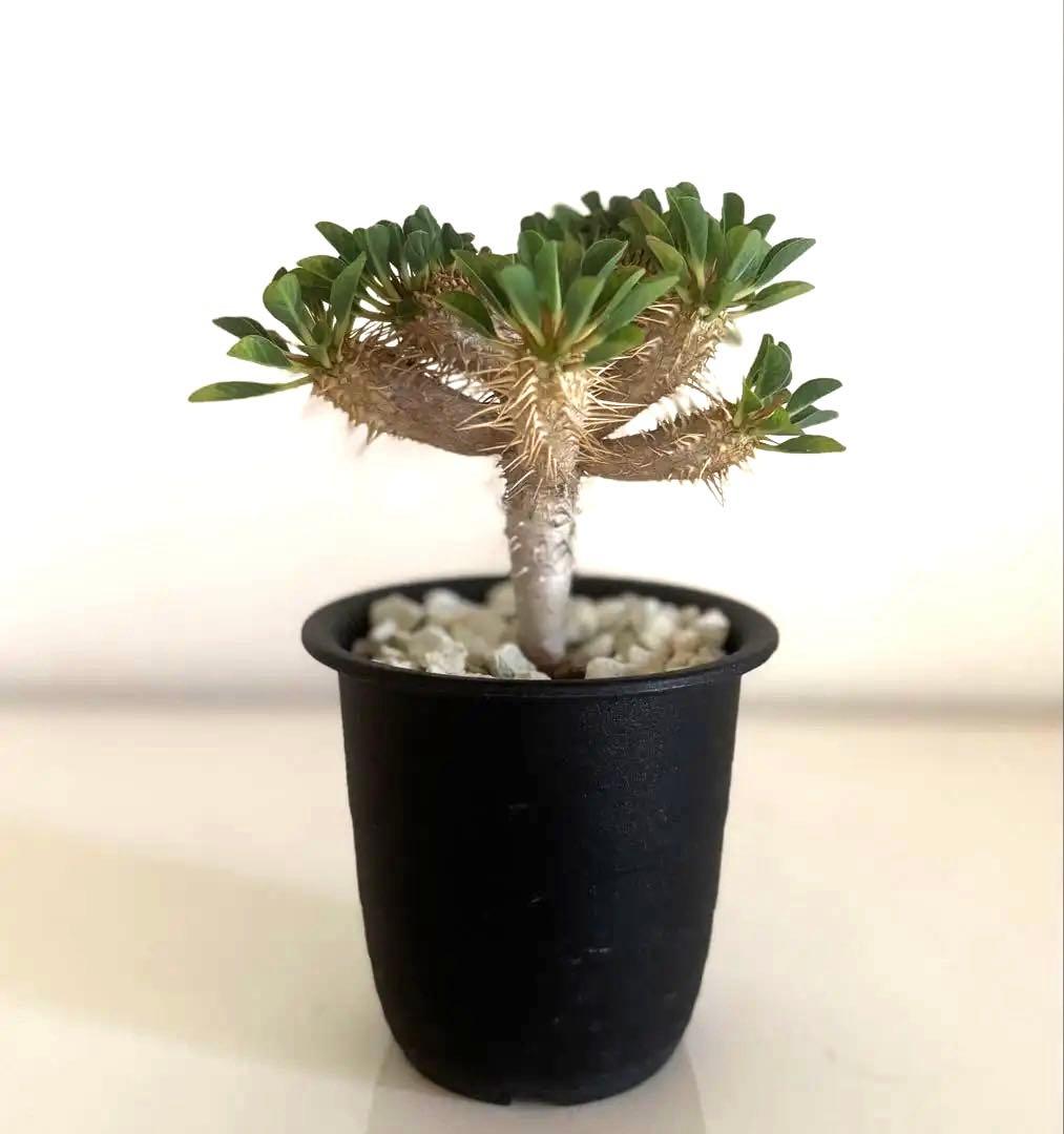 【綴化ver.】ユーフォルビア☆ギラウミニアナ