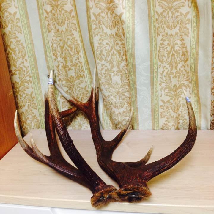 鹿の角（店部さまの縁起物）