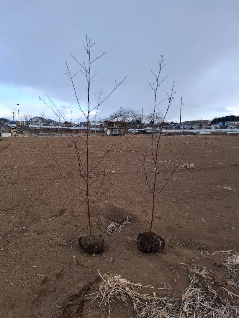 クロモジ 雑木 ――アオダモ アオハダ モミジ 山彩り――