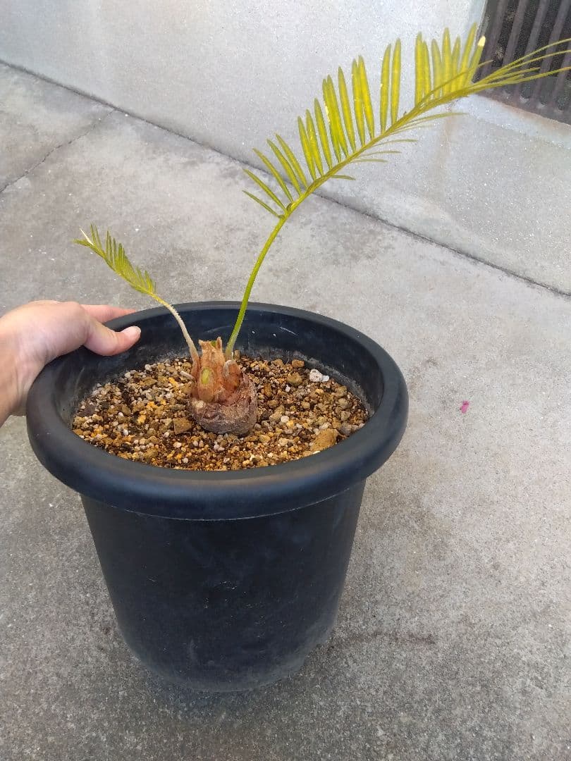 サイカス　タイシルバー　8号鉢つき　バルブ6センチ❗　①