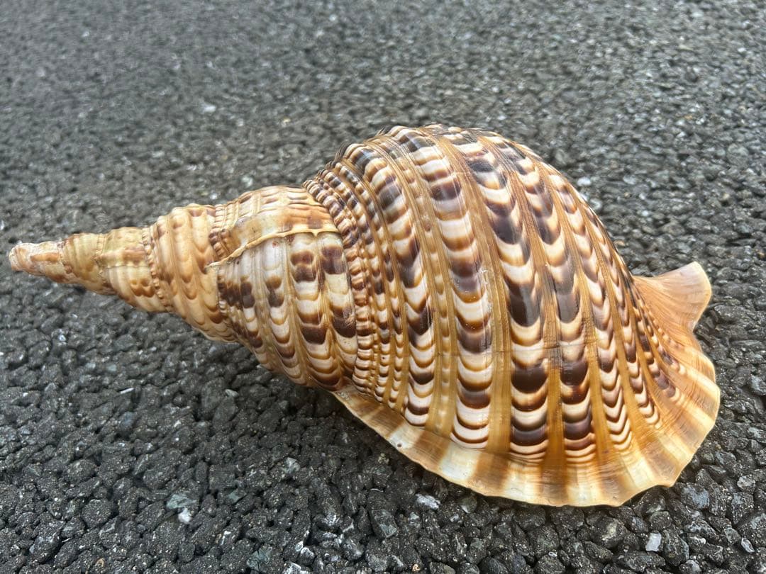 法螺貝　34.5cm 蓋付 (32cm 直線) 綺麗 801g