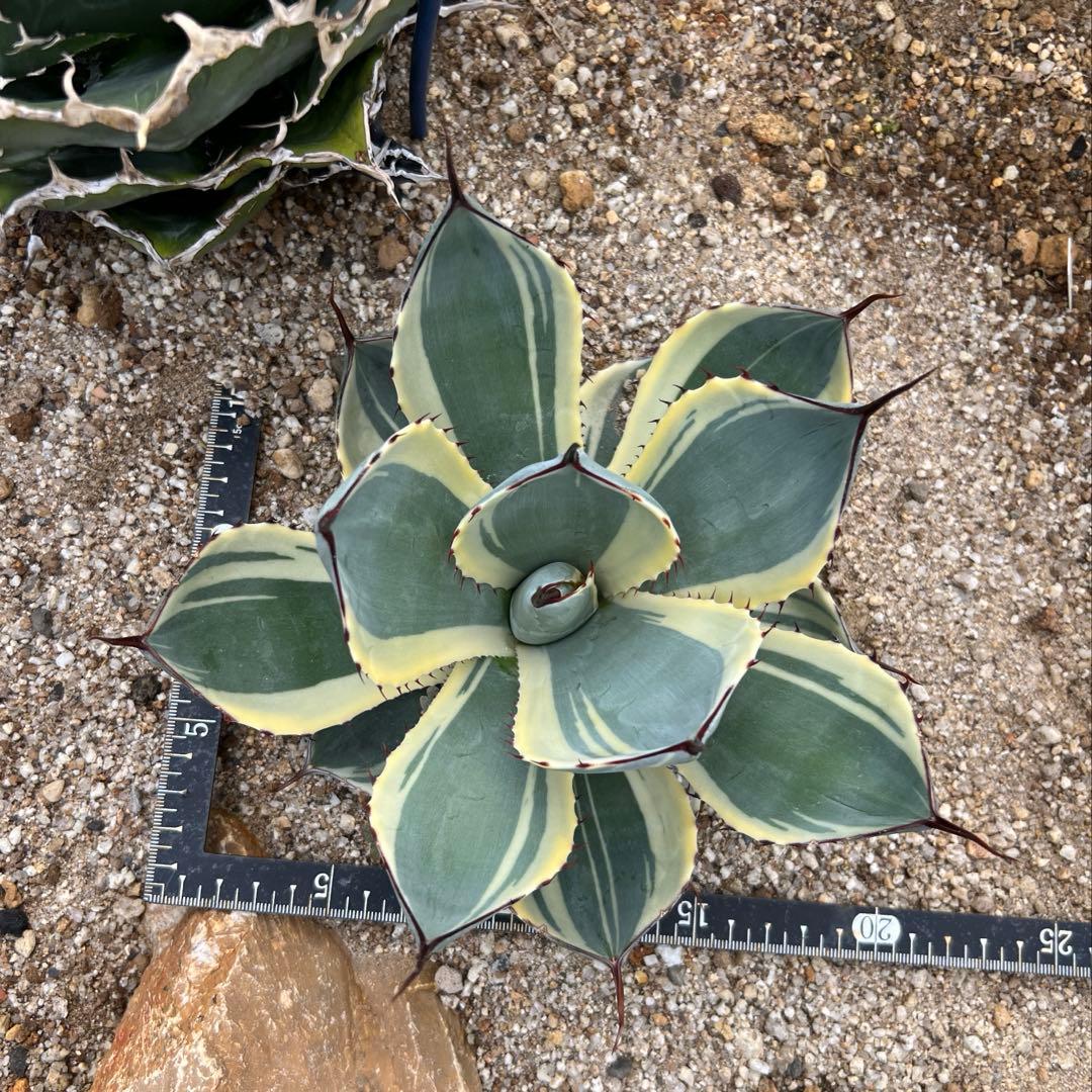 アガベ　パリー トランカータ　オリザバ