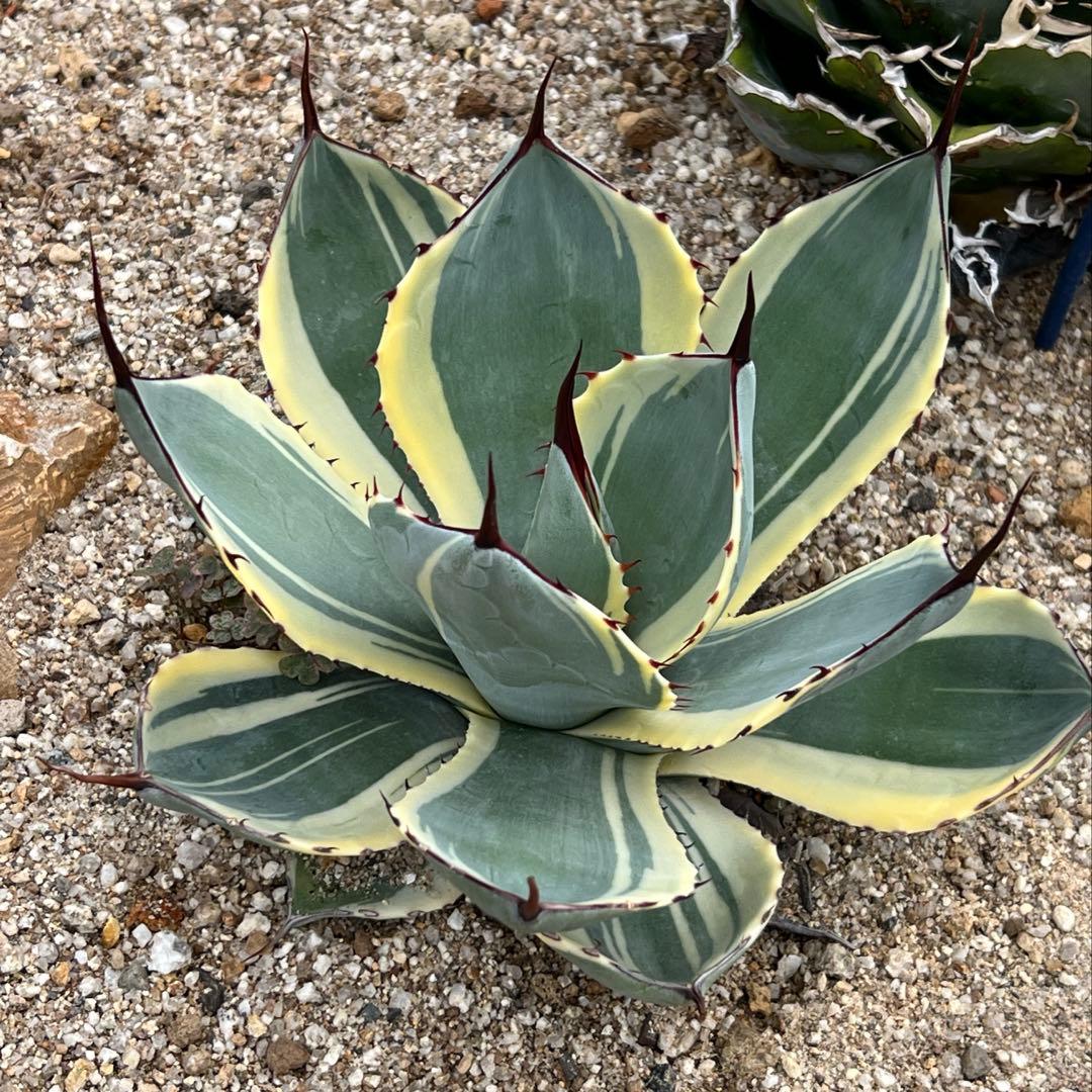 アガベ　パリー トランカータ　オリザバ