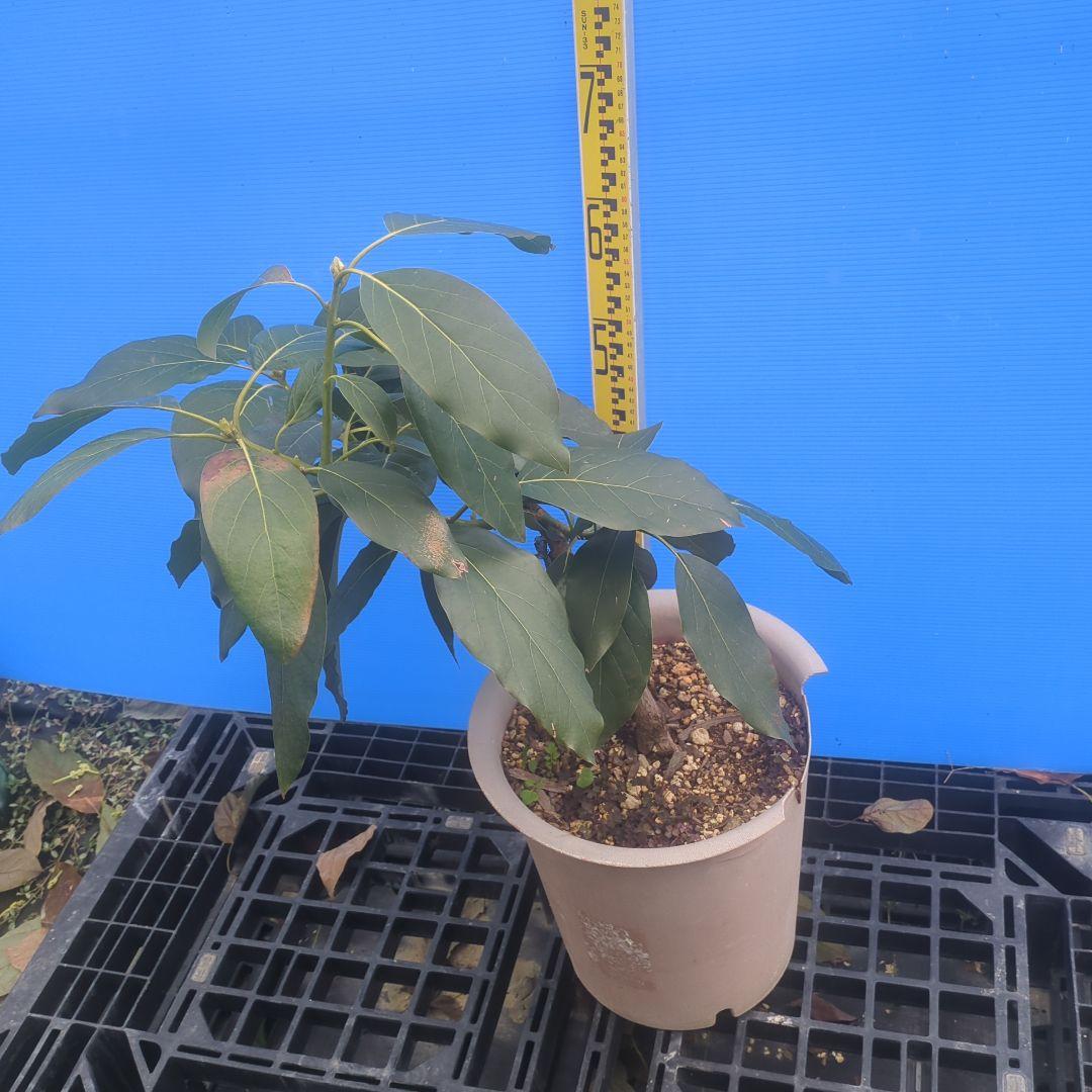 【3年生苗】アボカド苗木 　ベーコン接木　台木ベーコン