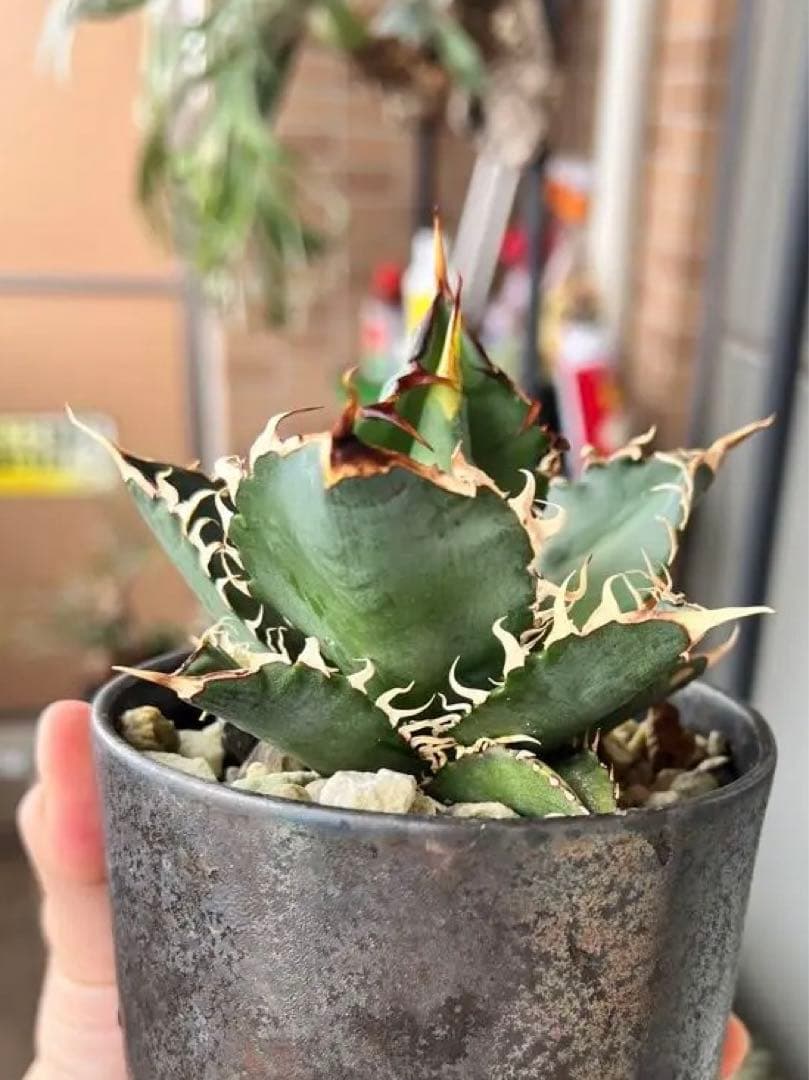 agave titanota 鬼豹　鬼滅刃　猟豹　アガベ　チタノタ宮下将太