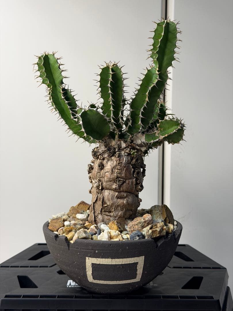 ユーフォルビア　ムランジーナ