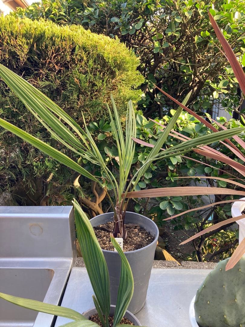 ドライガーデンＺセット鉢ごと配送致します。