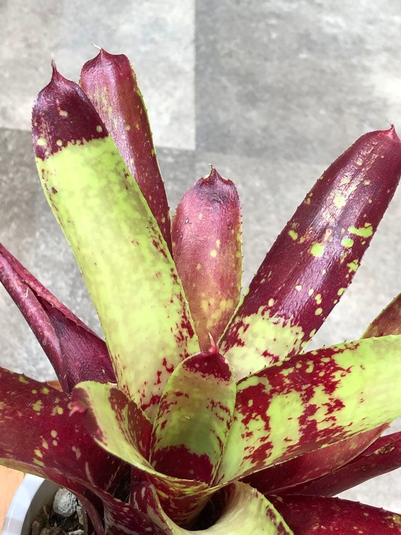 ネオレゲリア・デメター