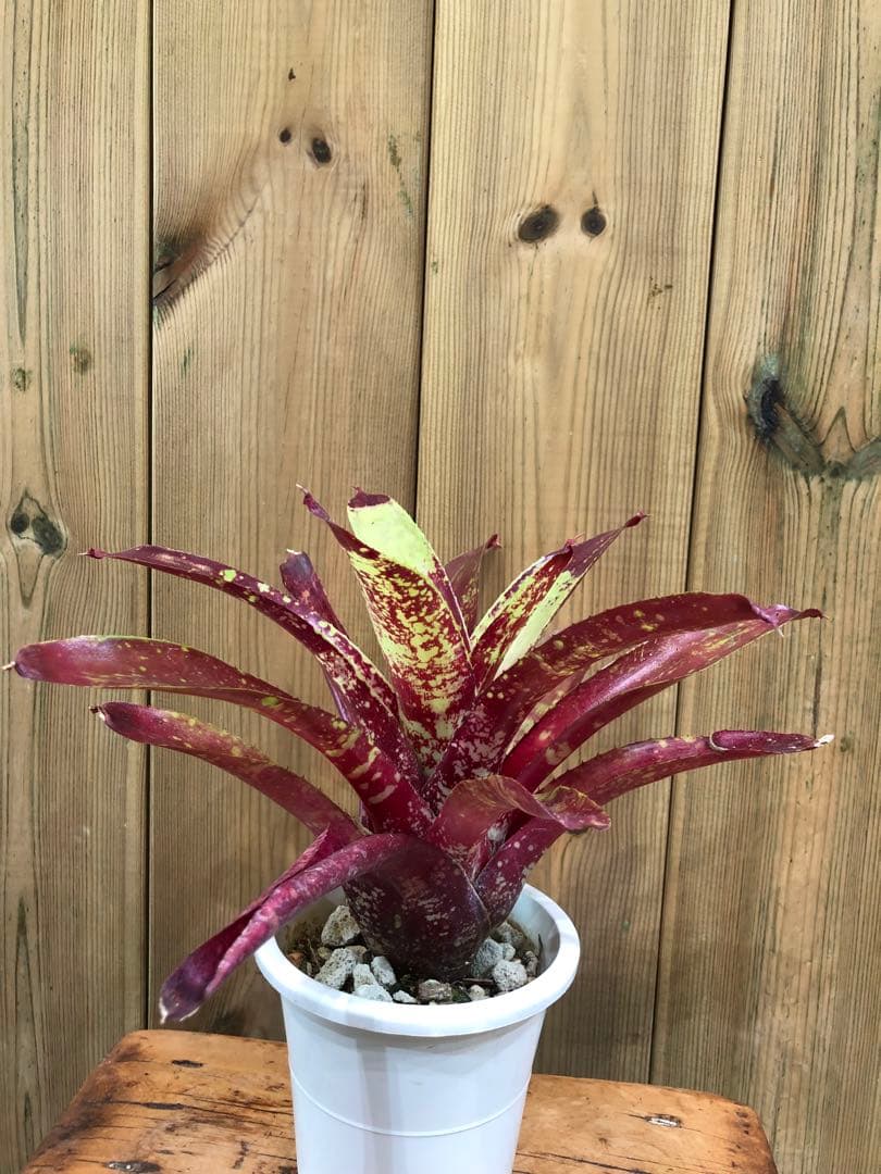 ネオレゲリア・デメター