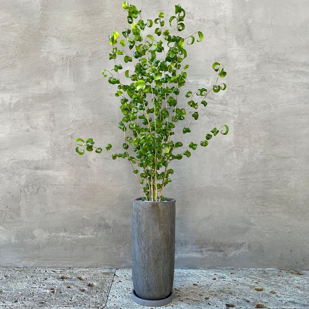 フィカス　ベンジャミン　バロック　陶器鉢　植え込み発送