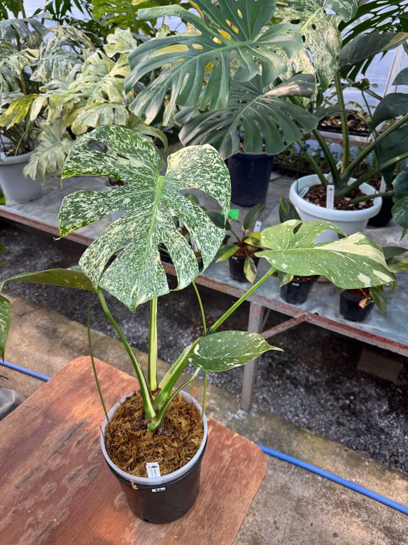 ご*ら様 R2モンステラ　タイコンステレーション　スターライト