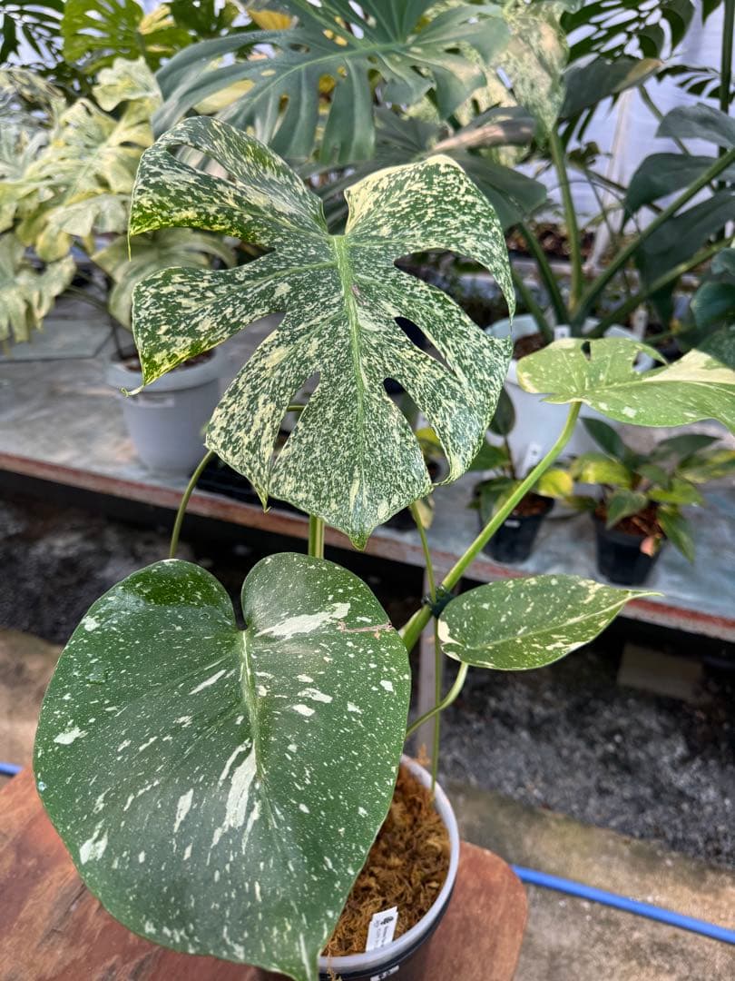 ご*ら様 R2モンステラ　タイコンステレーション　スターライト