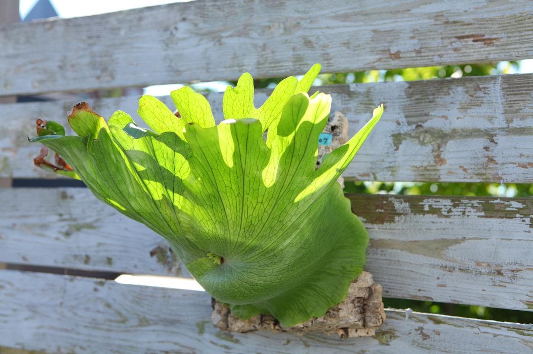 【P. wandae 】ビカクシダ ワンダエ　大きめ　T107