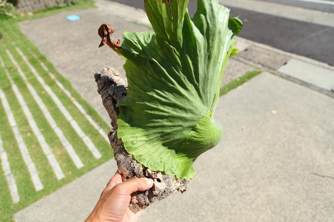 【P. wandae 】ビカクシダ ワンダエ　大きめ　T107