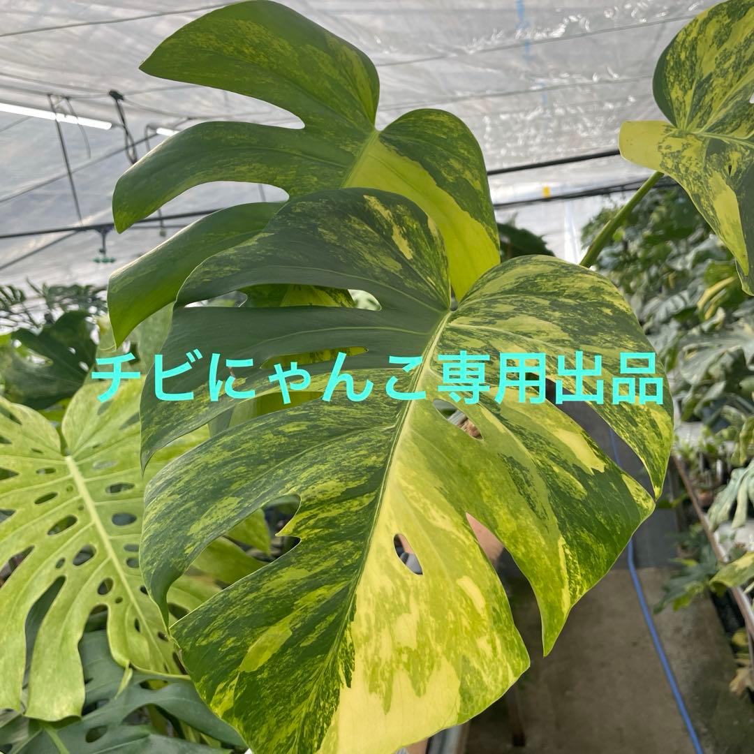 チビにゃんこ出品　モンステラ　ボルギシアナ　オーレア