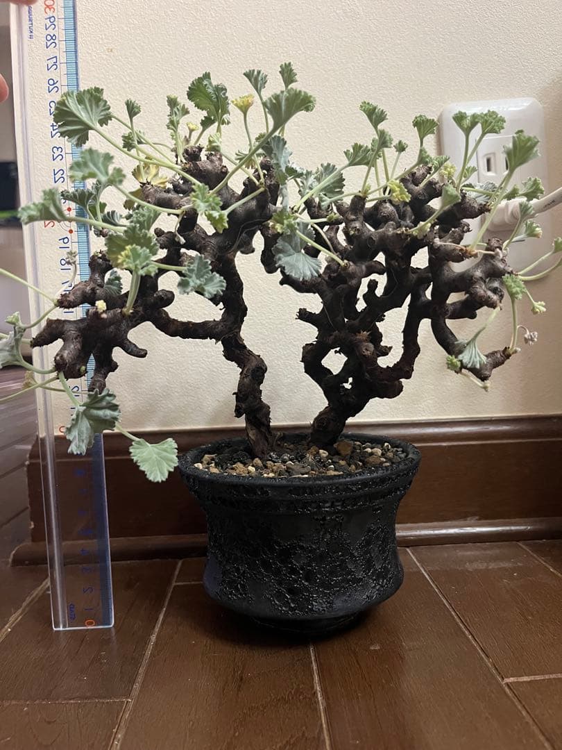 ペラルゴニウム ミラビレ