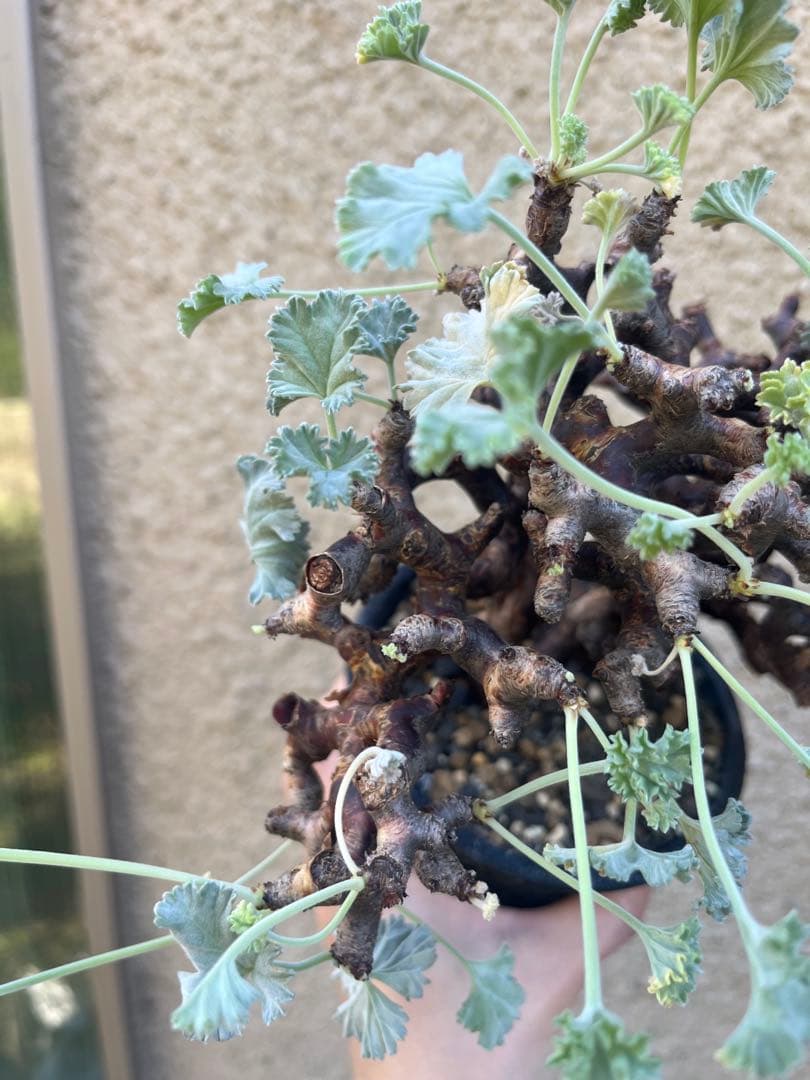 ペラルゴニウム ミラビレ