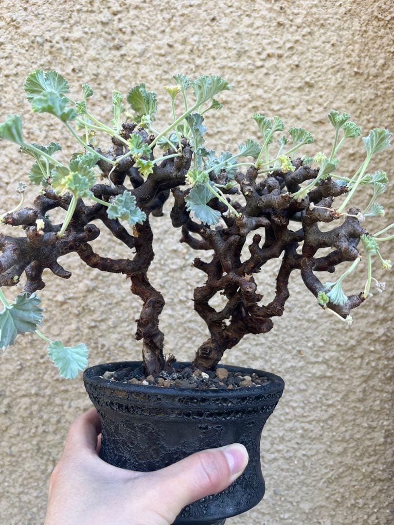 ペラルゴニウム ミラビレ