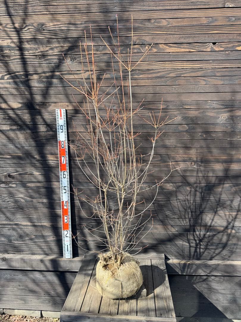 ベニドウダンツツジ/良形株【現品発送】管理80031