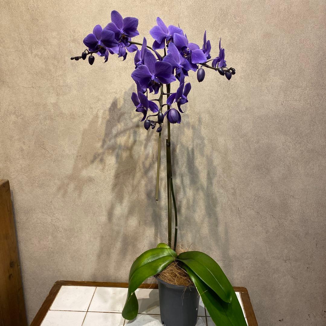 現品です❗️入荷少なめです❗️超希少❗️胡蝶蘭❤️ブルージーン　1本立