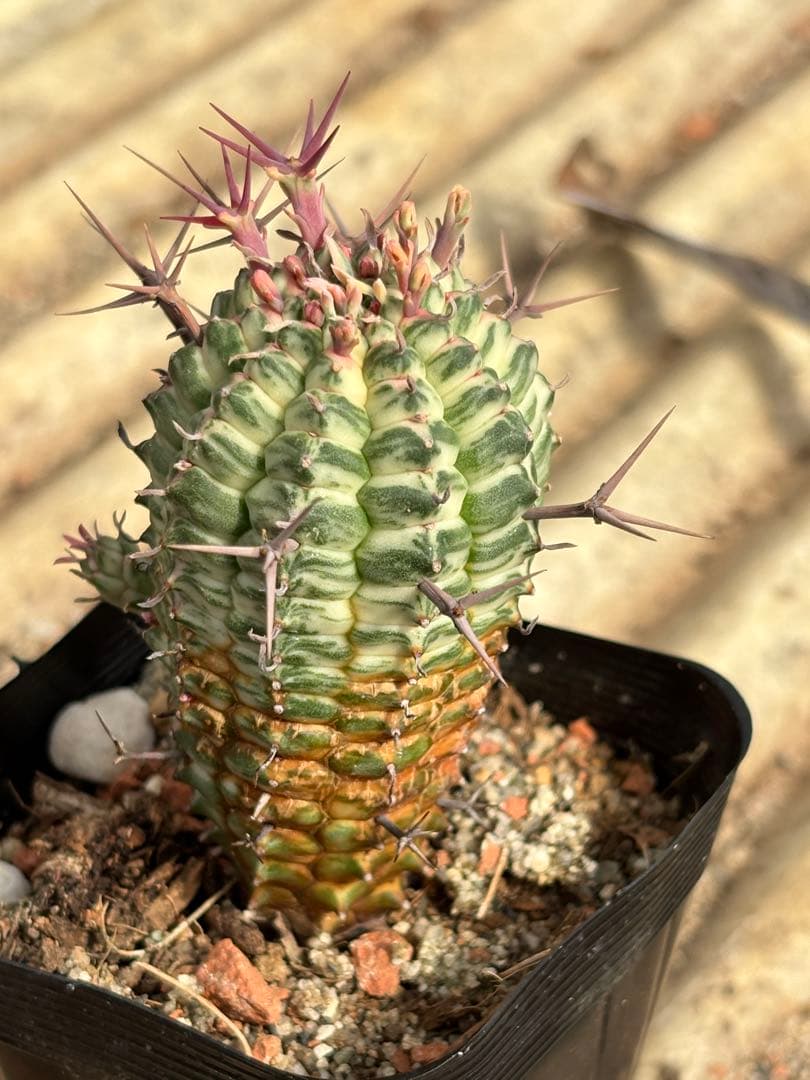 ユーフォルビア　群星冠錦　子株付き