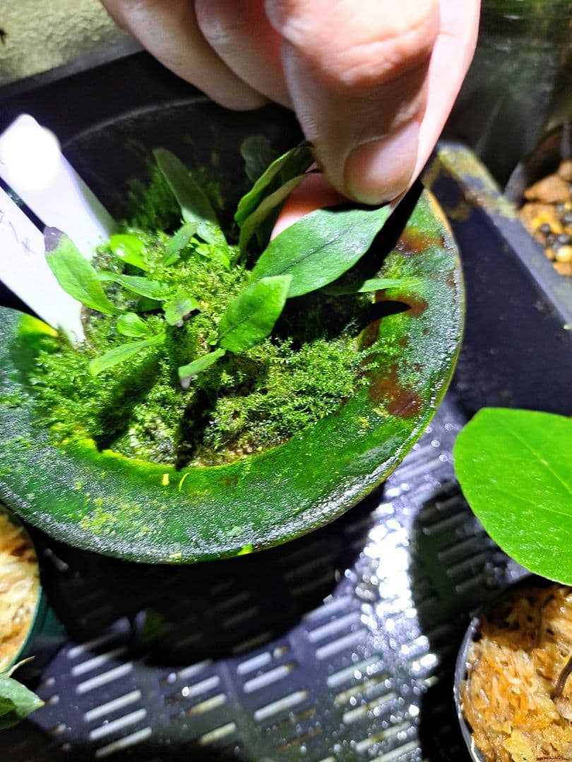 山野草　シダ　ウロコノキシノブ　胞子培養