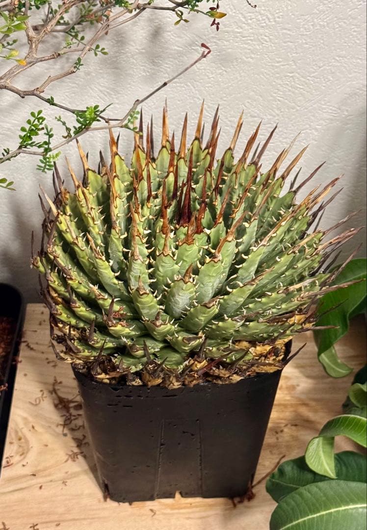 特大　 アガベ　ユタエンシス　エボリスピナ　現地球