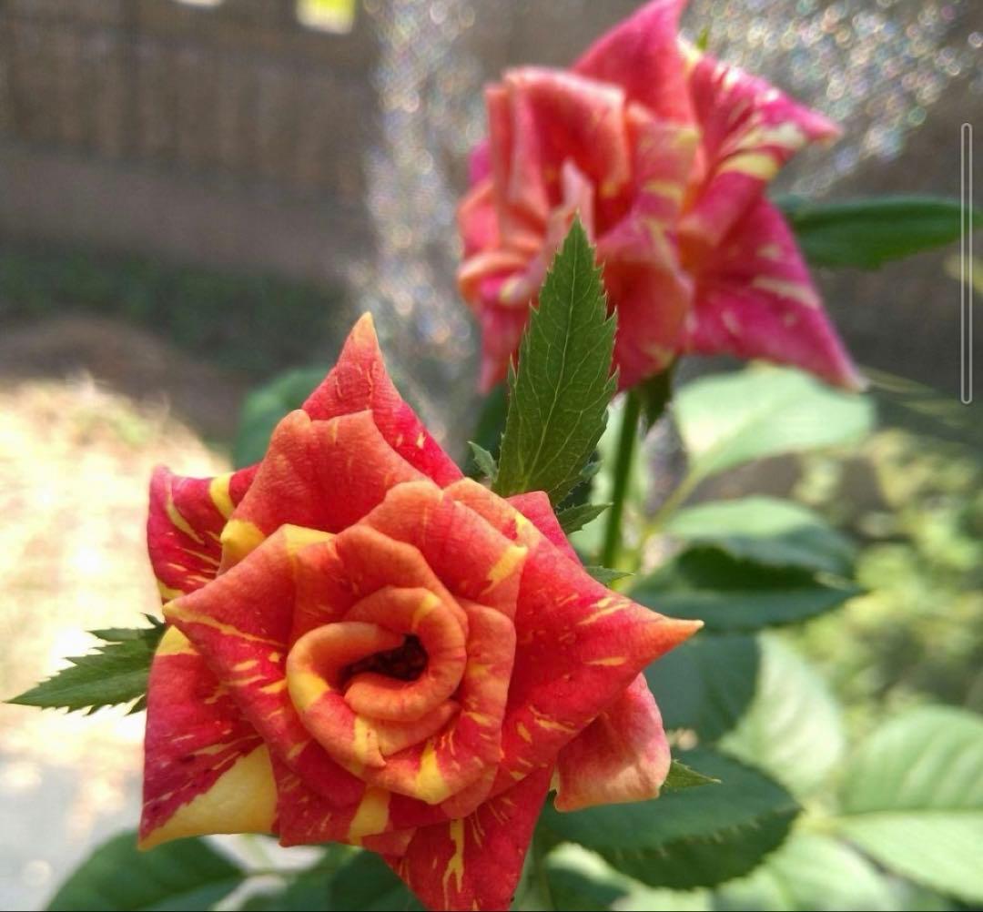 バラ苗　予約　にゃおんです