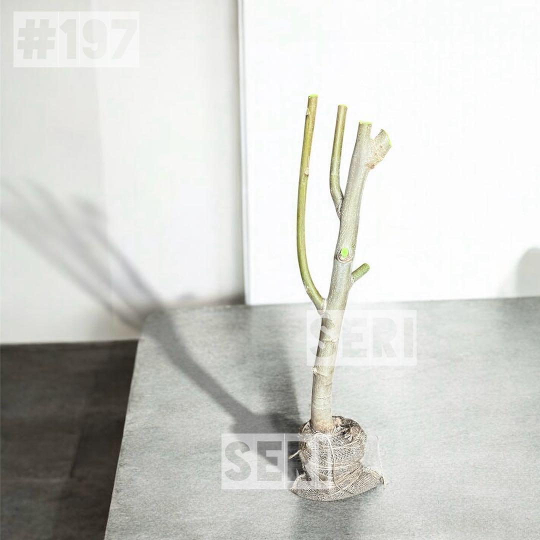 モリンガ　苗　特大苗ロング　春はすぐそこまで‼️ 春の準備