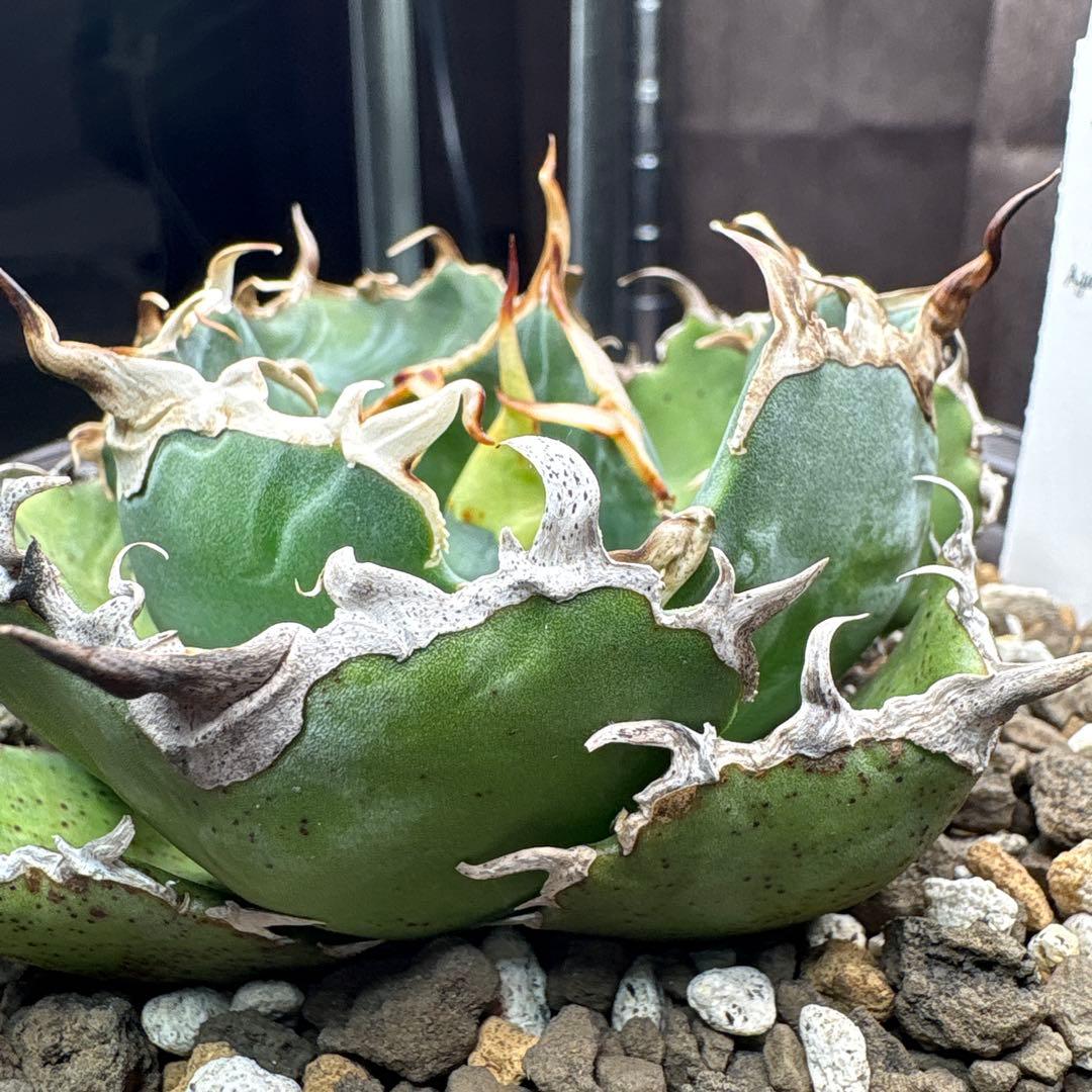 アガベチタノタ　白鯨　親株　台湾　低重心　ヤンチェン