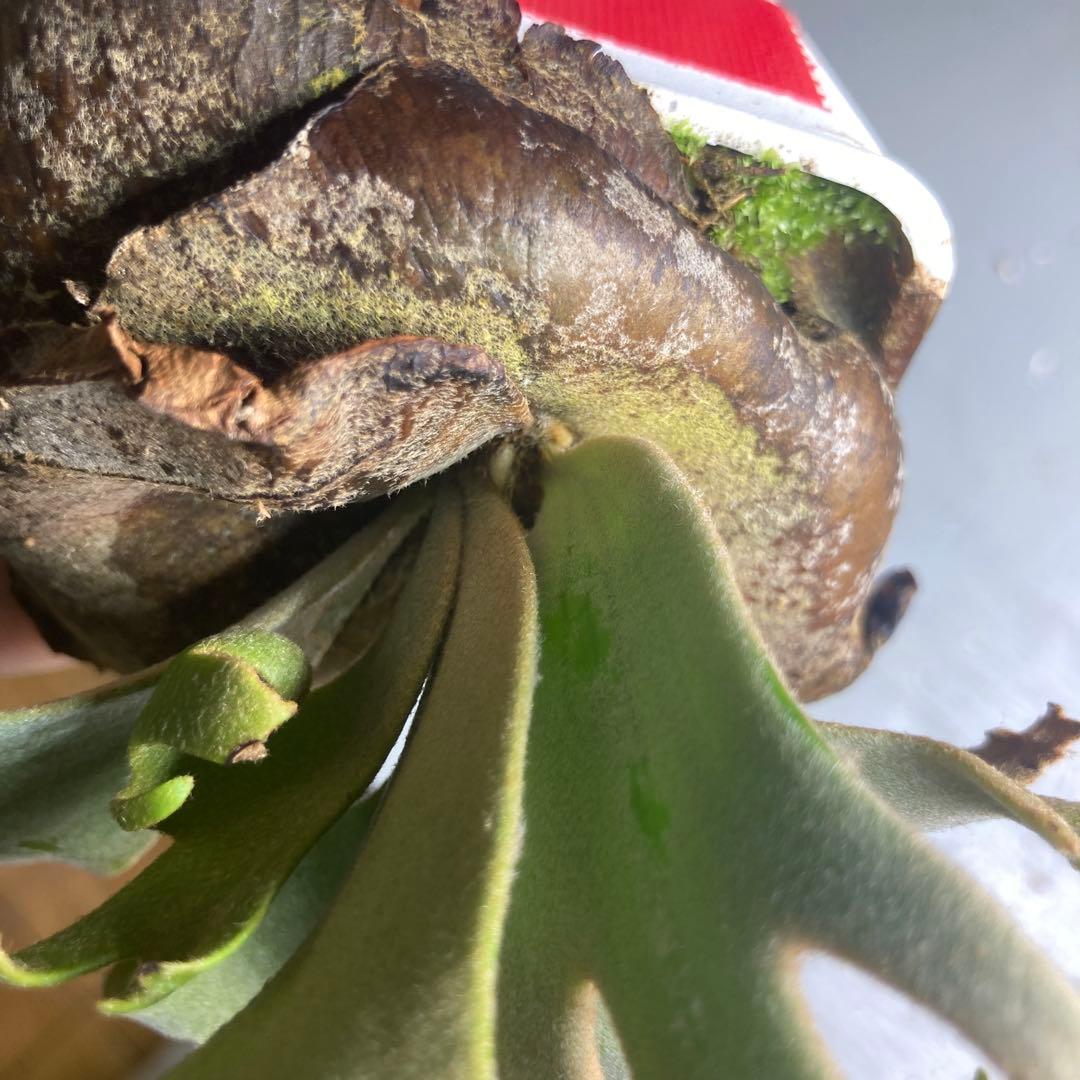 ビカクシタ　ジェイドガール　スポア　ウィリンキー　jade girl