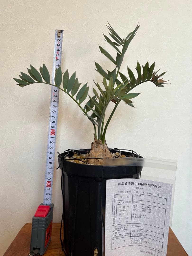 【このみのホリダス】001 エンセファラルトス　ホリダス　幹径5.6cm