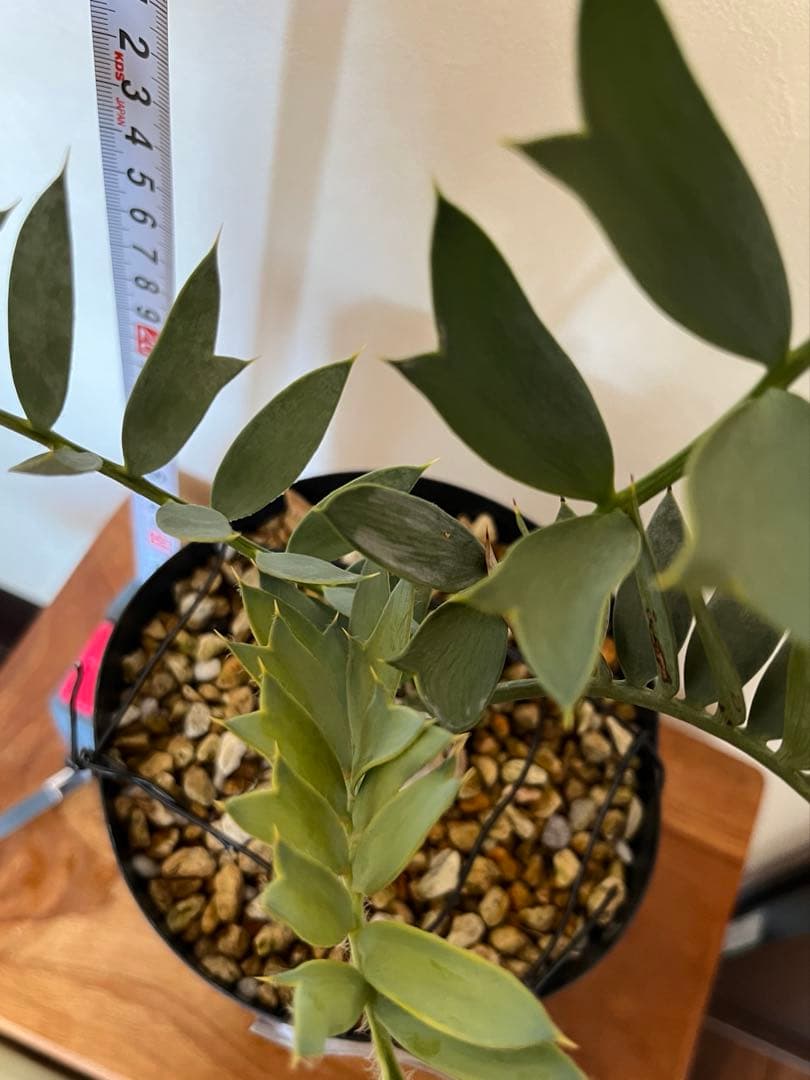 【このみのホリダス】001 エンセファラルトス　ホリダス　幹径5.6cm