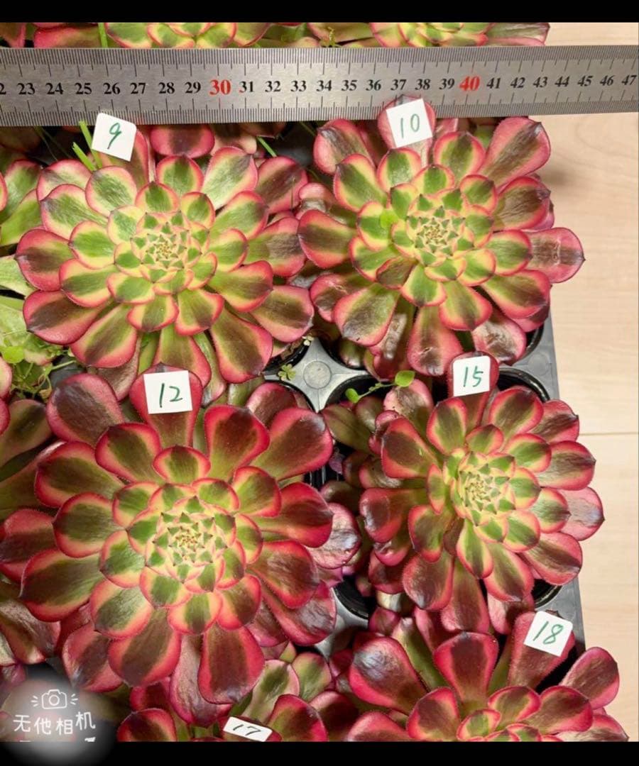 多肉植物アエオニウム錦❤️ ガーネット黄斑錦 ❤️1大頭12-13cm拔き苗