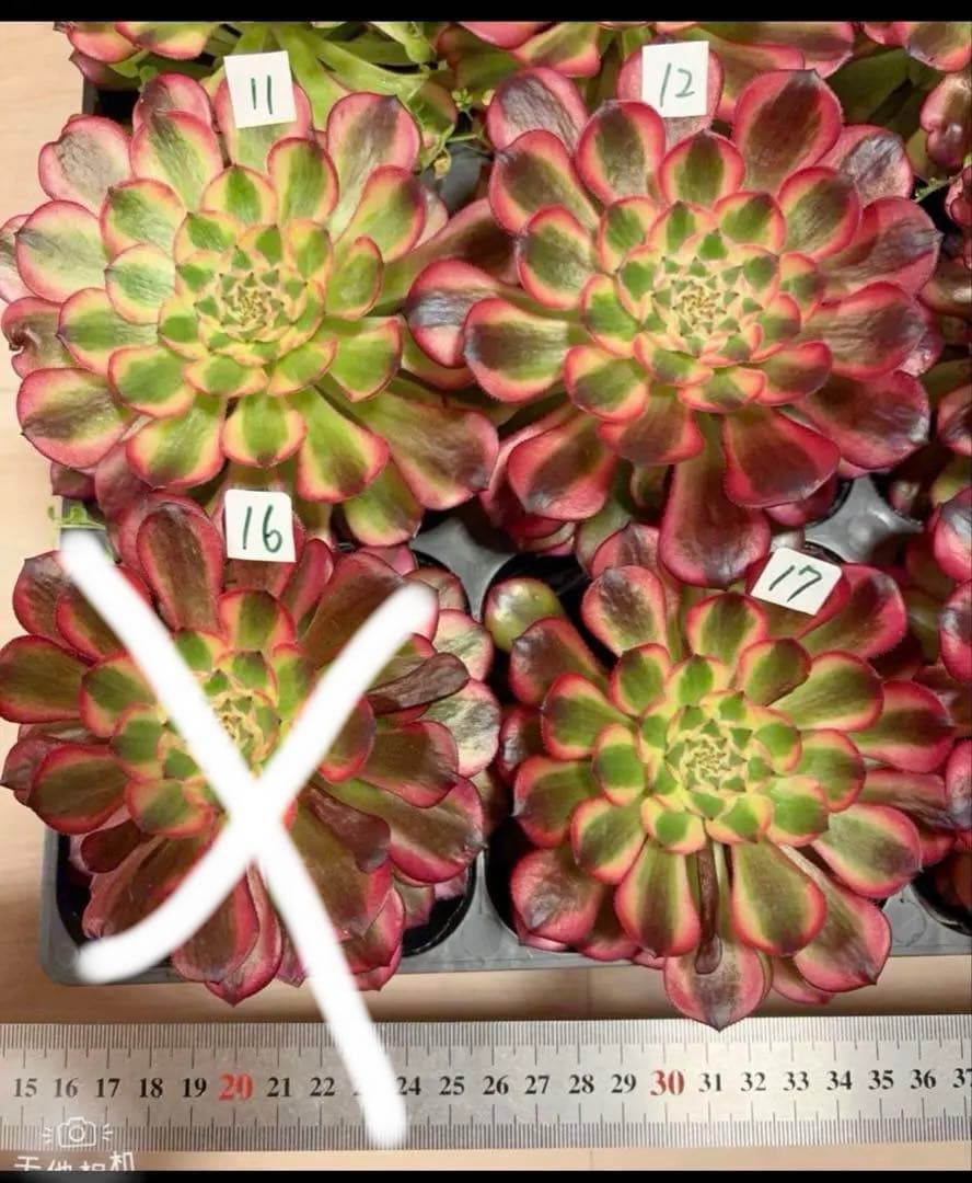 多肉植物アエオニウム錦❤️ ガーネット黄斑錦 ❤️1大頭12-13cm拔き苗