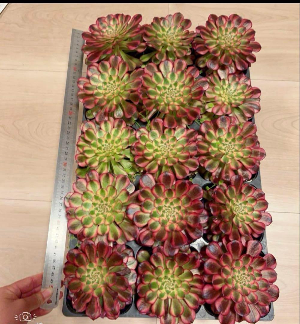 多肉植物アエオニウム錦❤️ ガーネット黄斑錦 ❤️1大頭12-13cm拔き苗