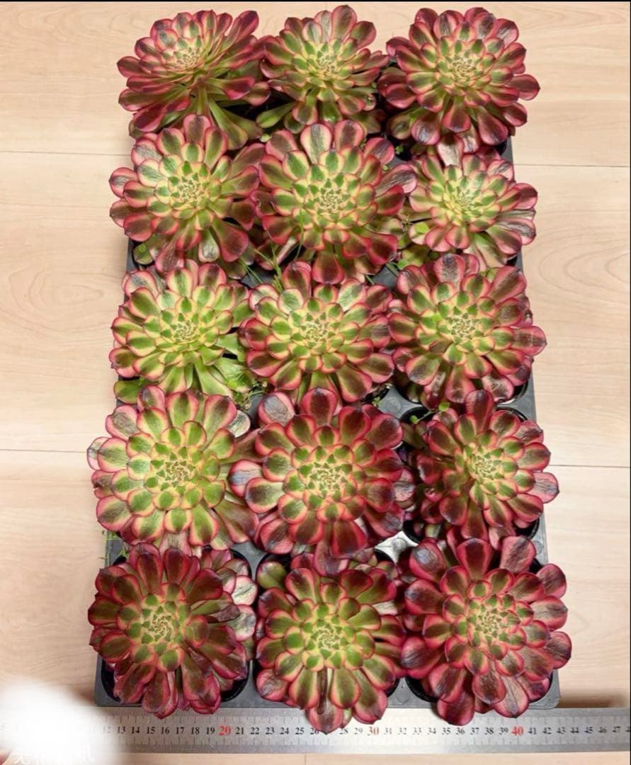 多肉植物アエオニウム錦❤️ ガーネット黄斑錦 ❤️1大頭12-13cm拔き苗