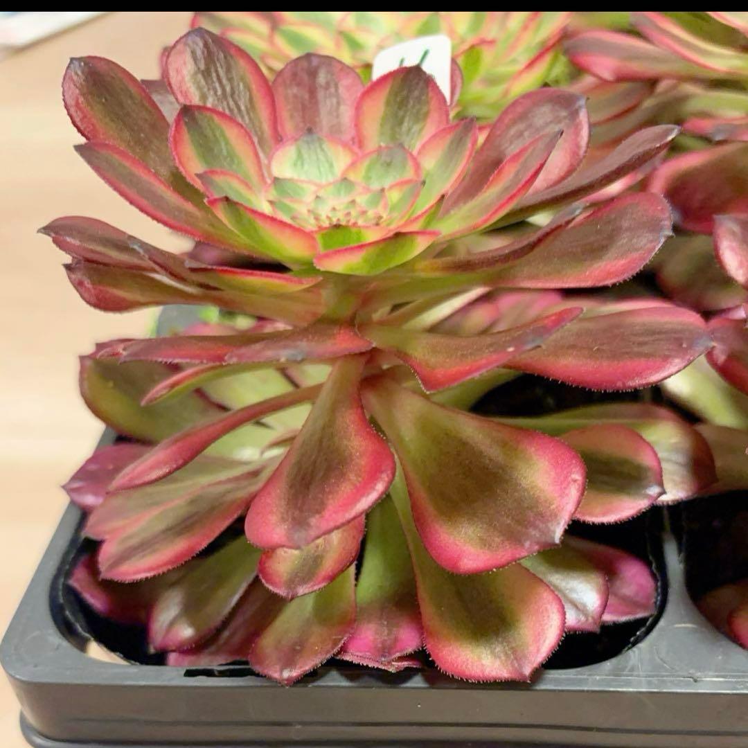 多肉植物アエオニウム錦❤️ ガーネット黄斑錦 ❤️1大頭12-13cm拔き苗
