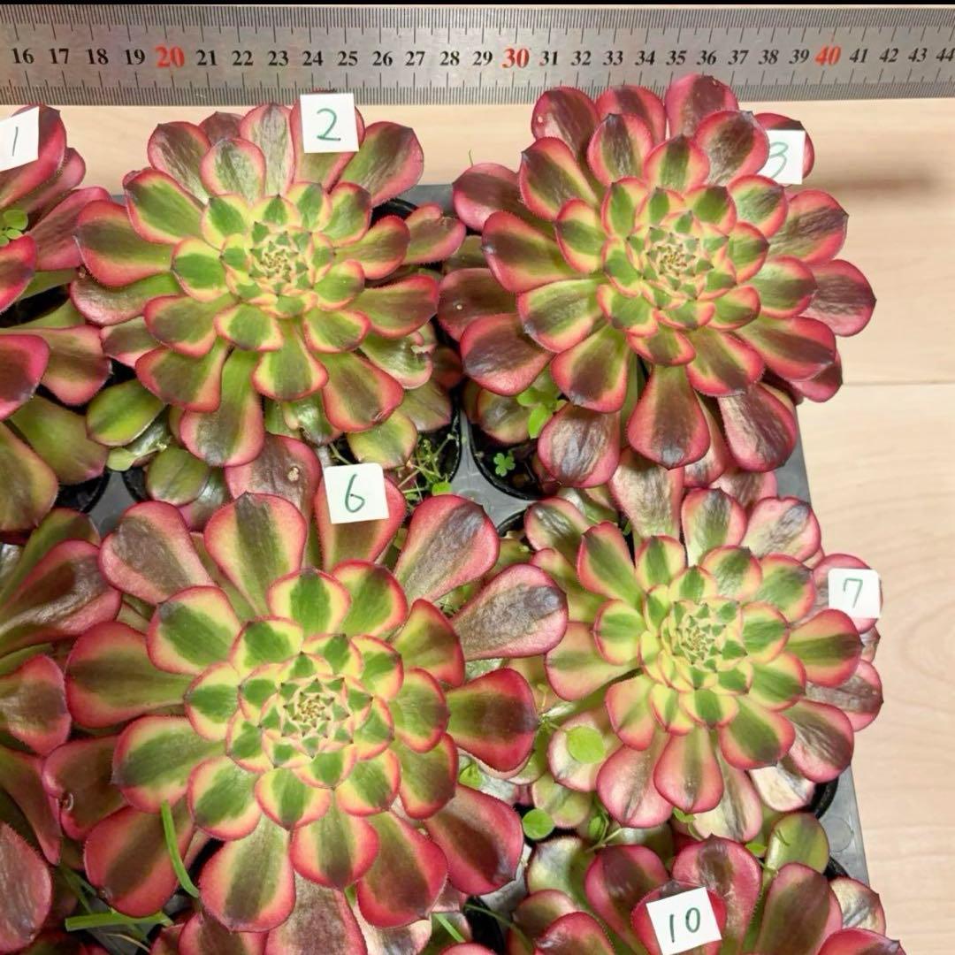 多肉植物アエオニウム錦❤️ ガーネット黄斑錦 ❤️1大頭12-13cm拔き苗