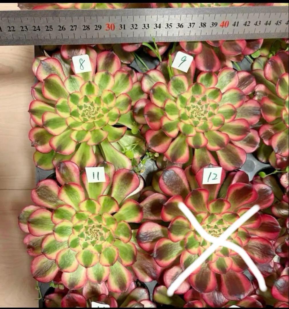 多肉植物アエオニウム錦❤️ ガーネット黄斑錦 ❤️1大頭12-13cm拔き苗