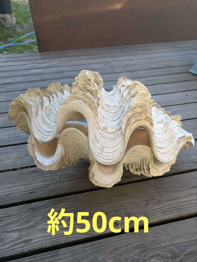 約50cm 大型シャコガイ