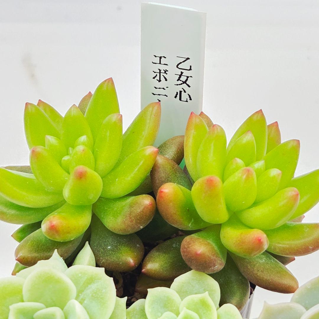 シナモン＠様 全10苗 ネコポス送料込