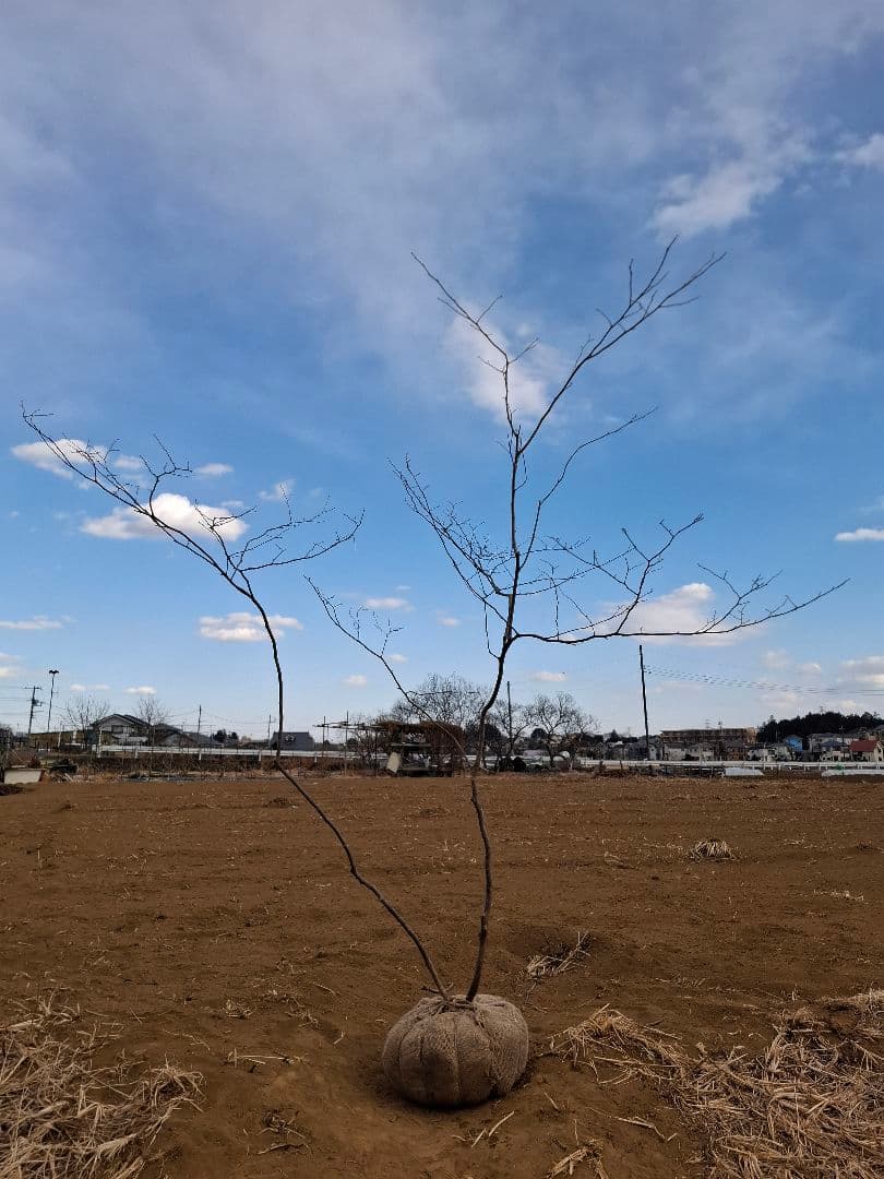 ナツハゼ 雑木 ――アオダモ アオハダ モミジ カエデ 山彩り――