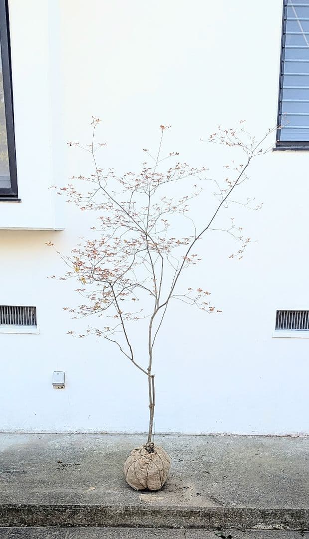 鮮美透涼。山採りドウダンツツジ。