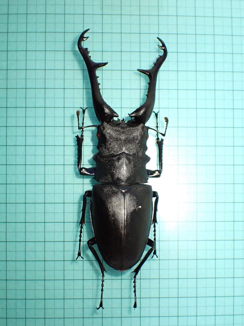 木内【標本】ギラファノコギリクワガタ　フローレス島産 113.3 野外品