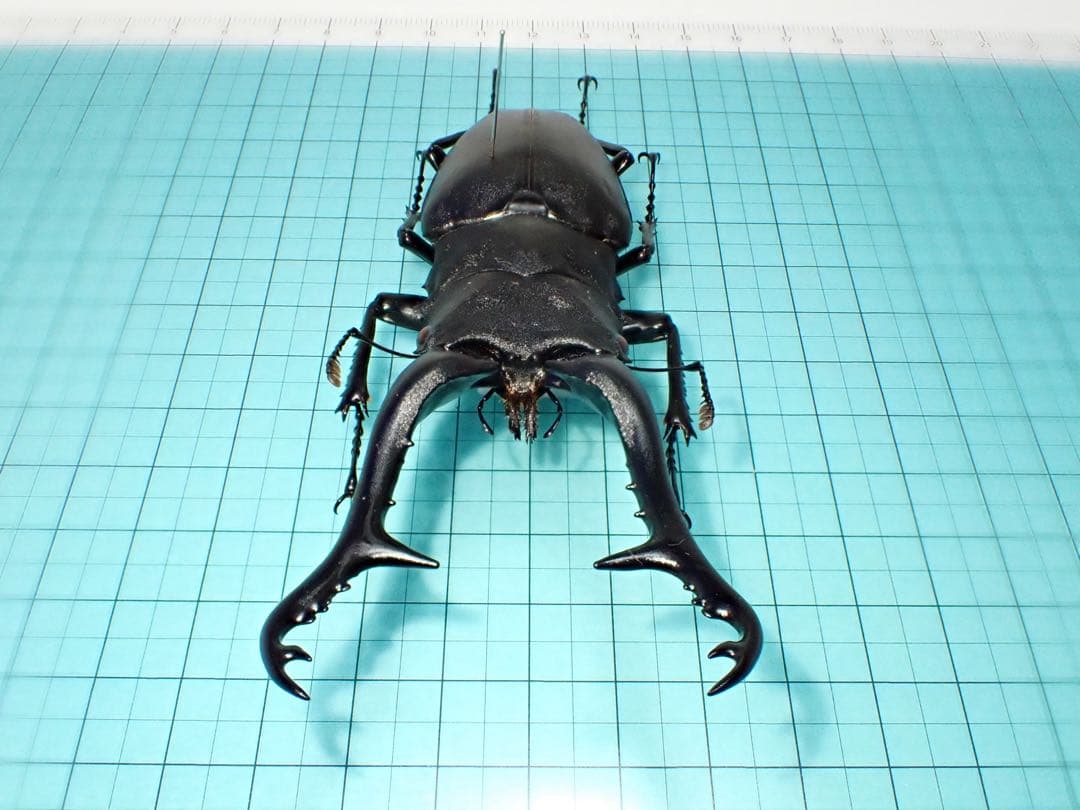 木内【標本】ギラファノコギリクワガタ　フローレス島産 113.3 野外品