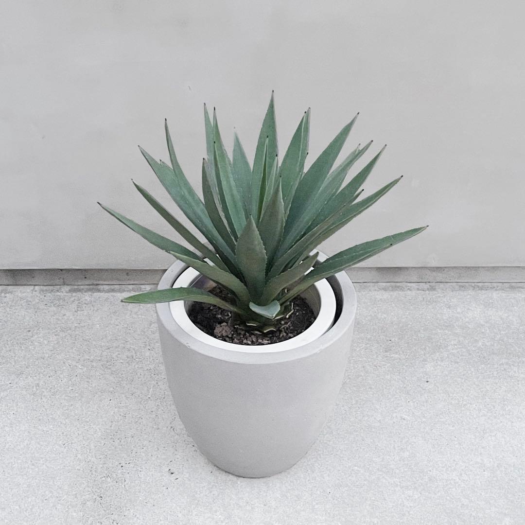 アガベ マルギナータ 8号