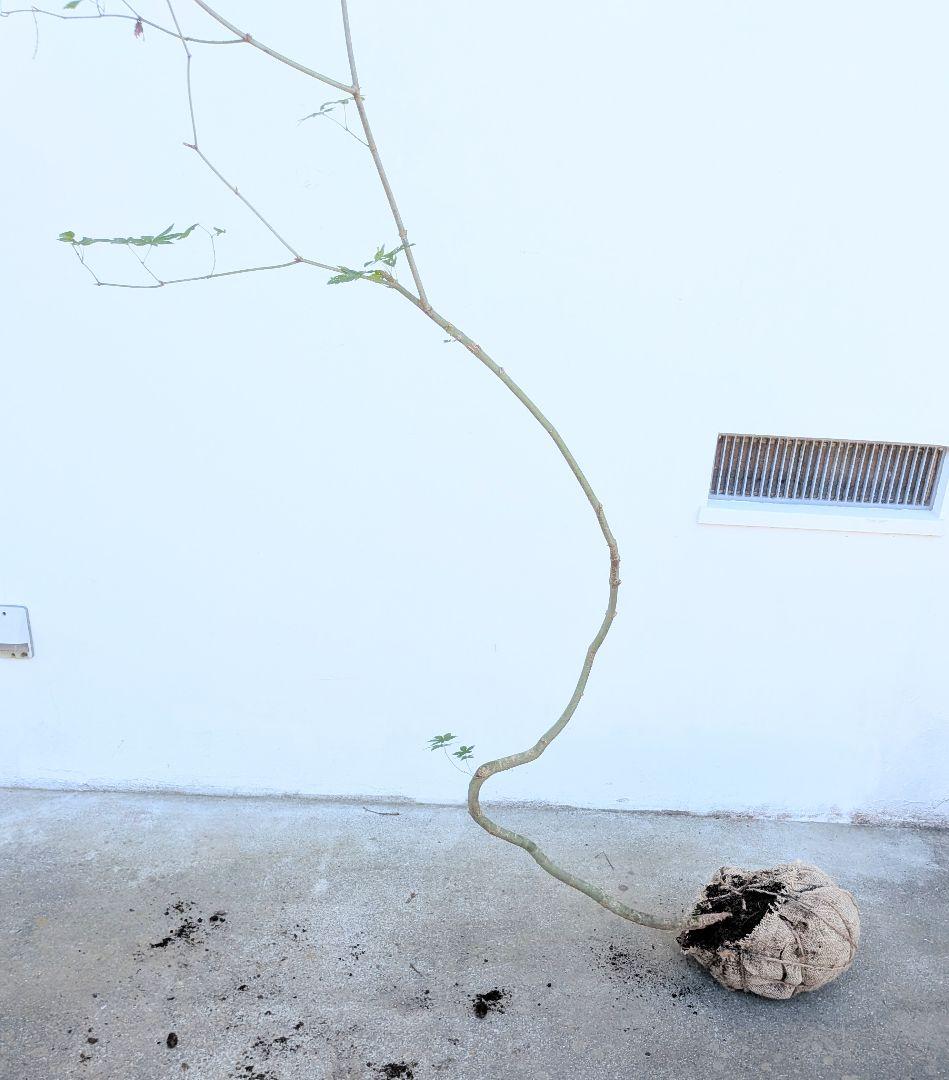 曲線美。。山採りコハウチワカエデ。