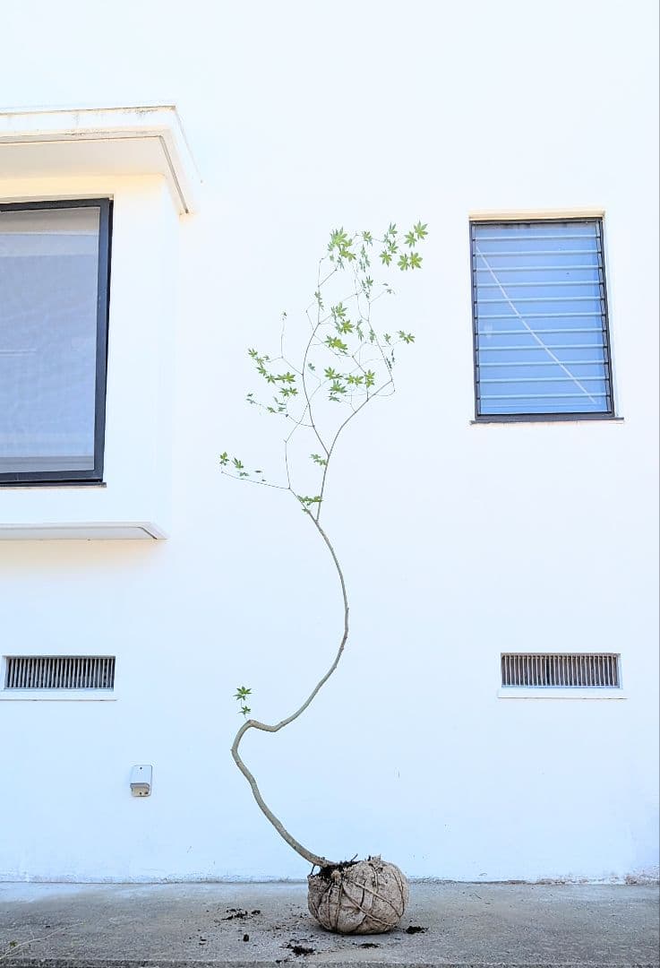 曲線美。。山採りコハウチワカエデ。