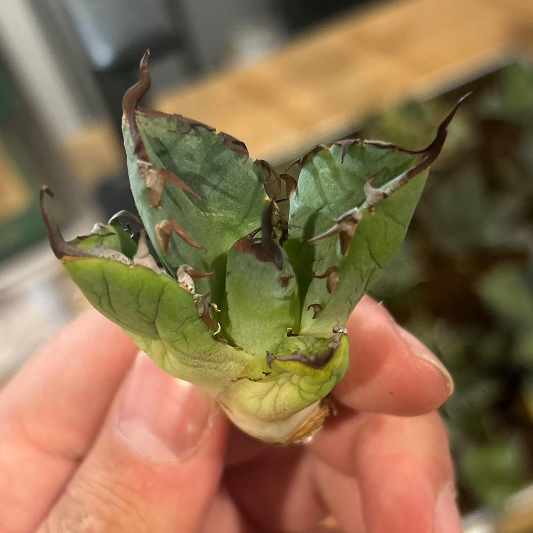 アガベ　海王［烈海王］×superシーザー×姫厳竜　S株特価　ボールタイプ　特価